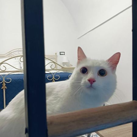 The White Cat Villa Napoli Bagian luar foto