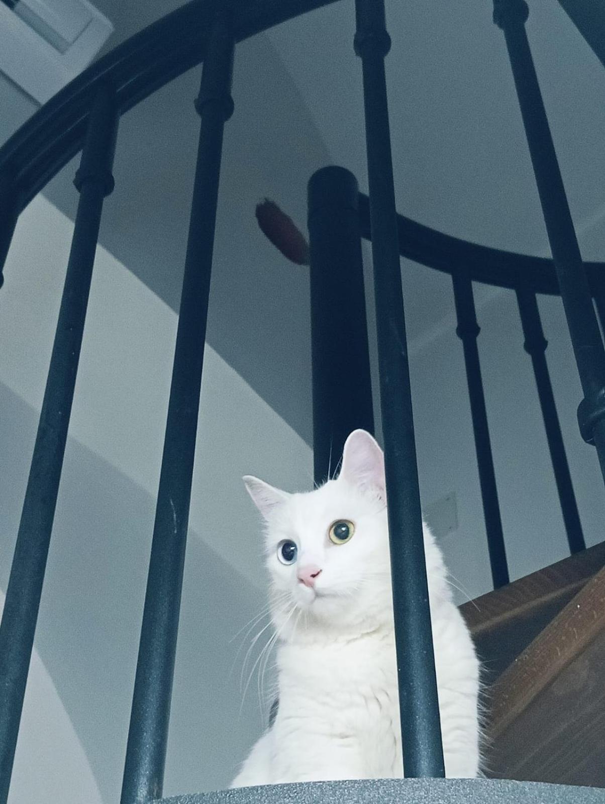 The White Cat Villa Napoli Bagian luar foto